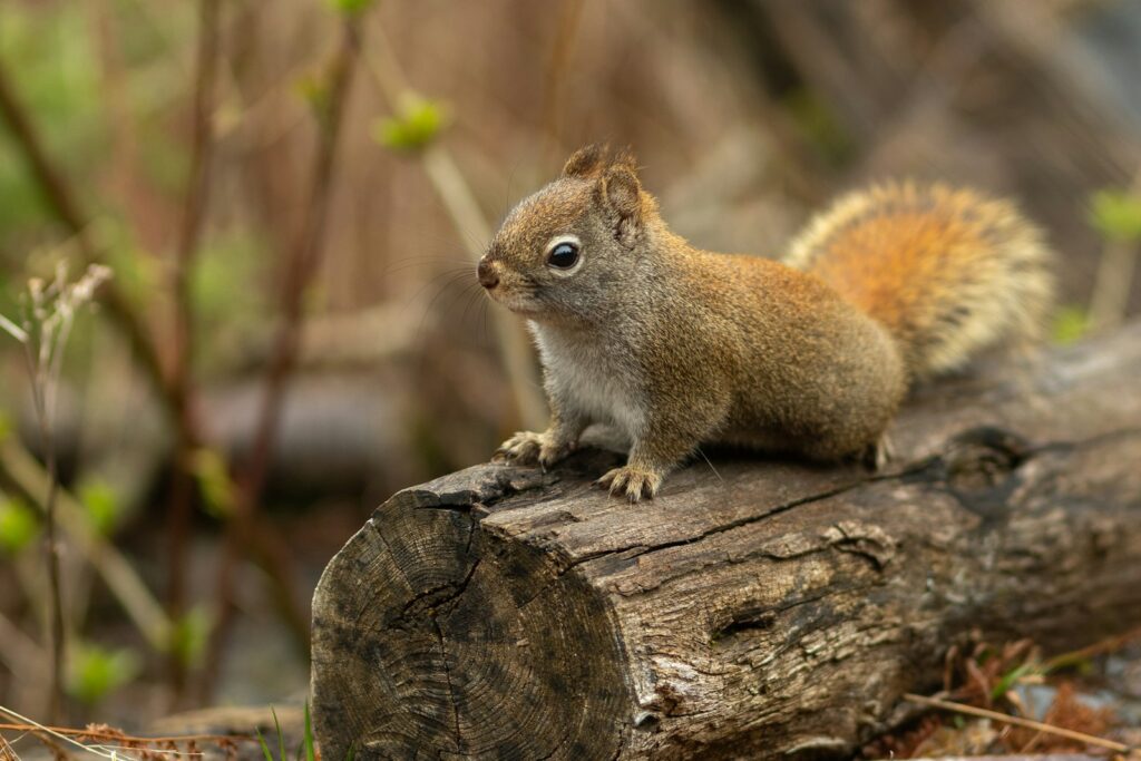 Brown squirrel on tree log.