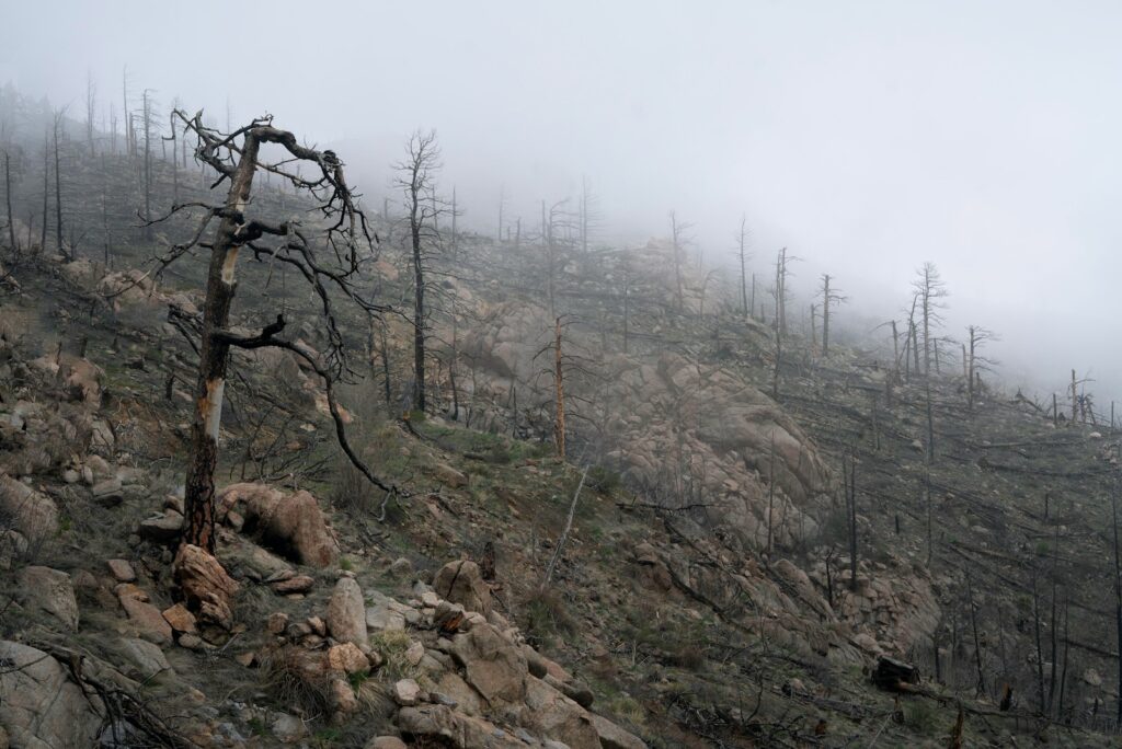 Bare trees on rocky hill under white sky during daytime