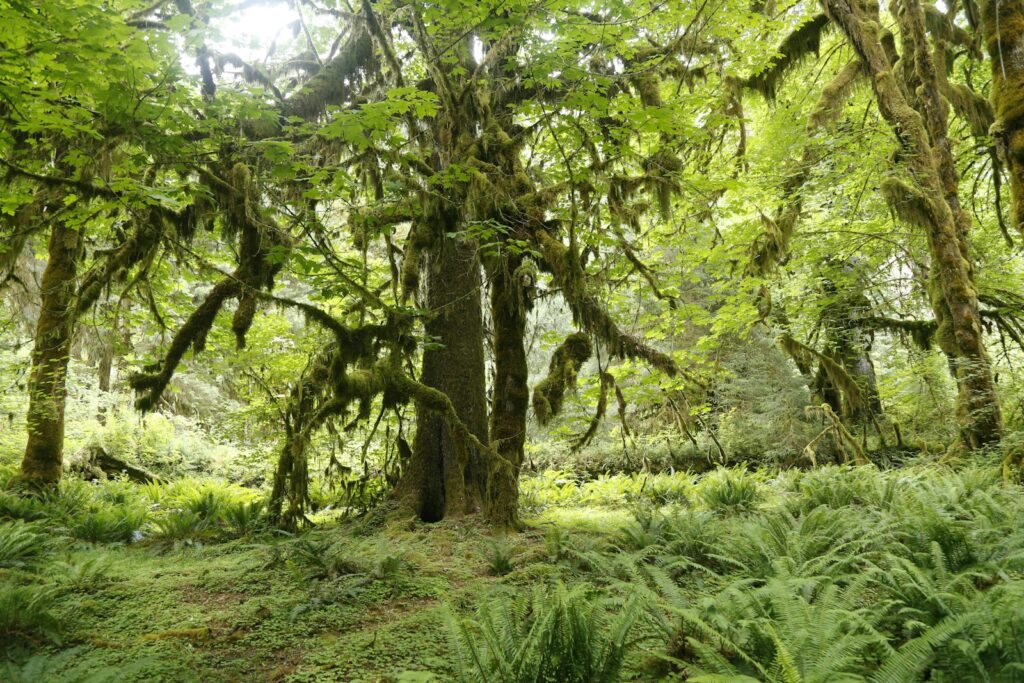 green grass and brown tree