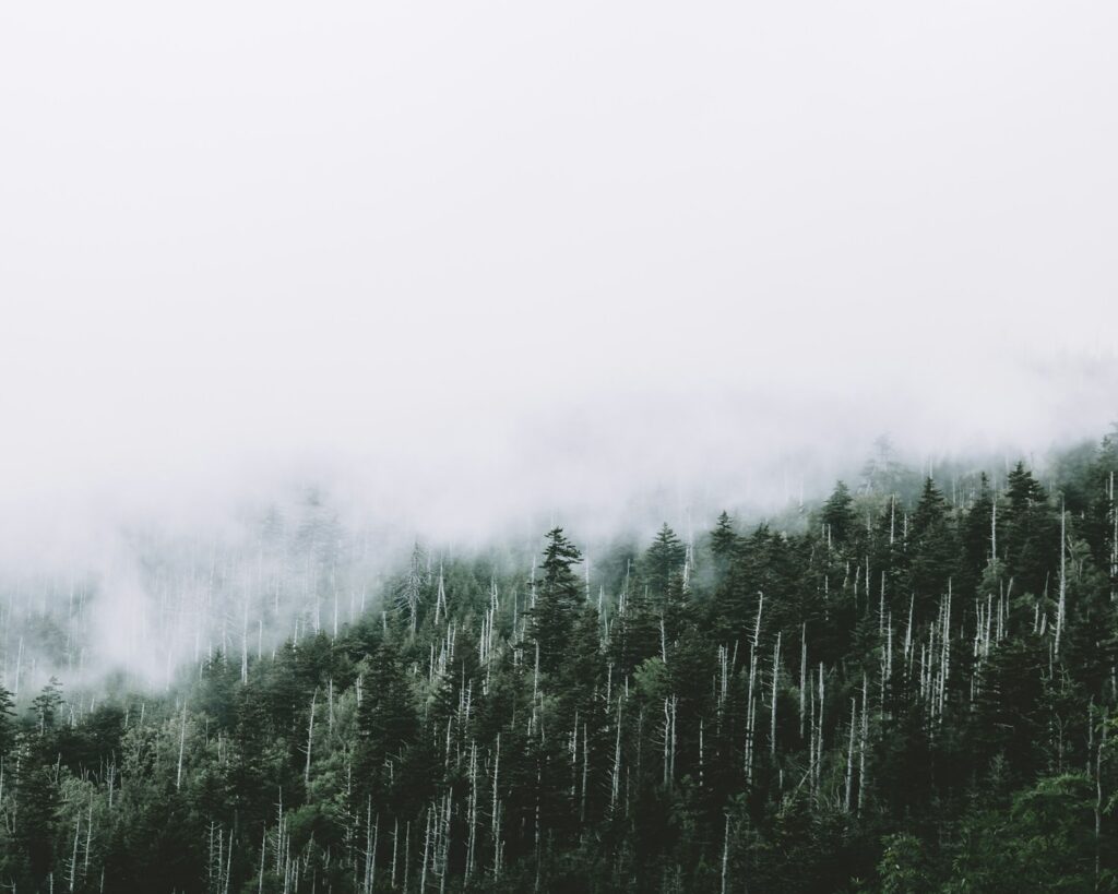 Scenery of trees under a fog