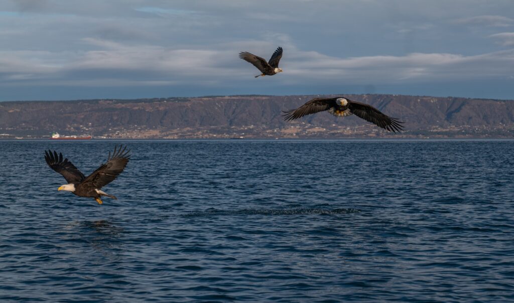 Eagles fly above the water with a mountainous backdrop.