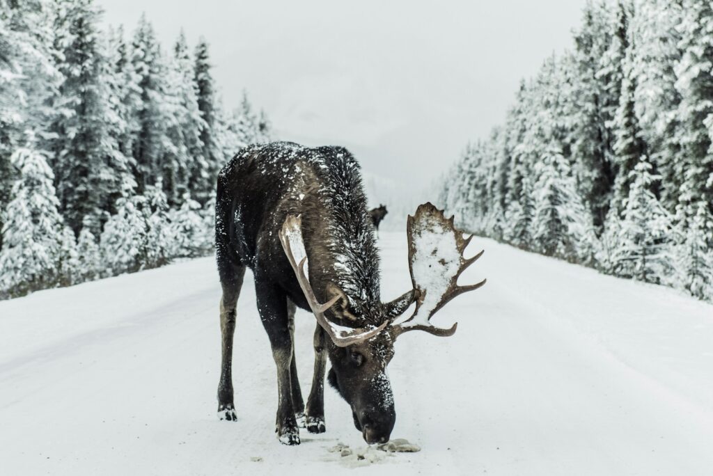 Brown moose surrounded by a snowfield.