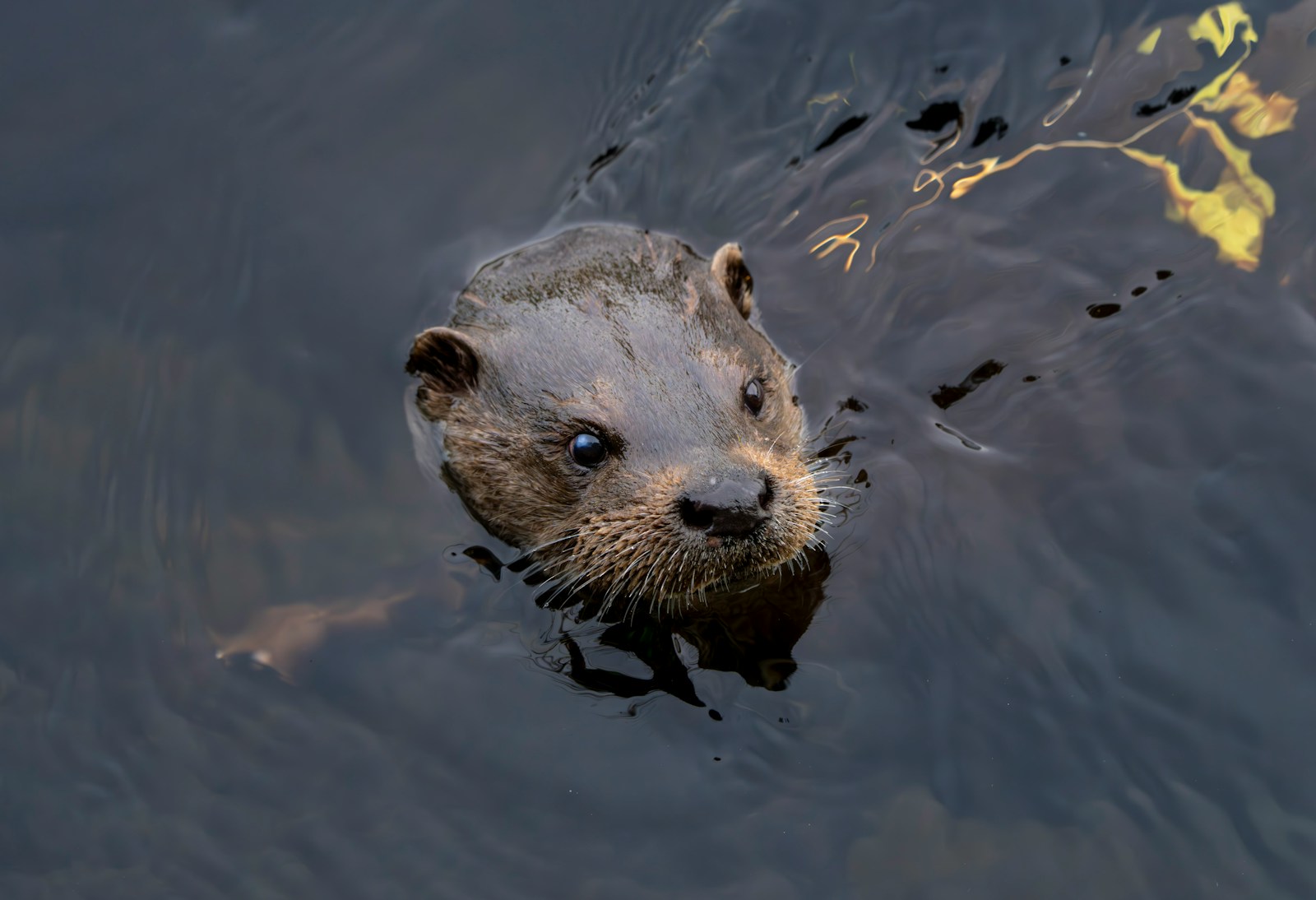 a close up of a small animal in a body of water