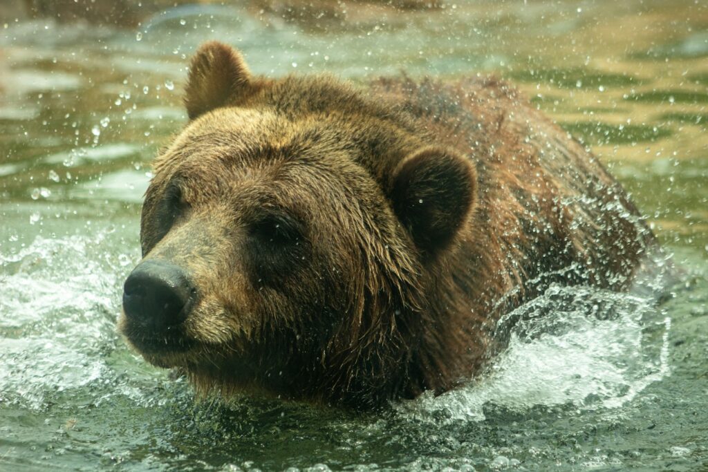 Brown bear close-up photography