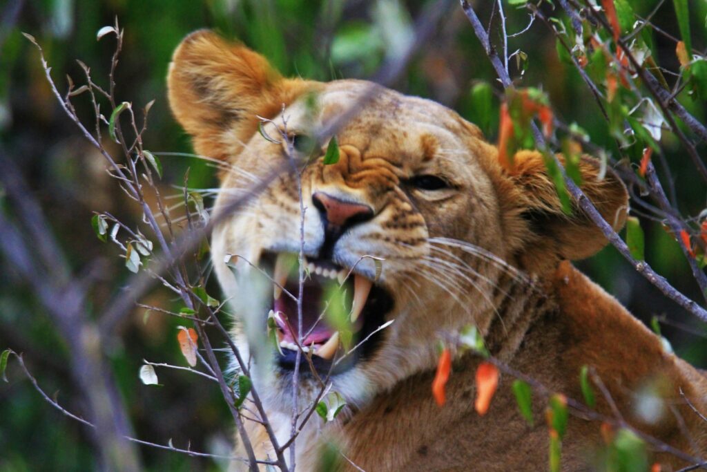 Brown tiger on forest.