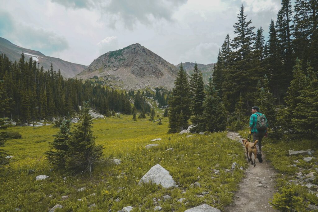 Man walking beside pet surrounded with pine trees