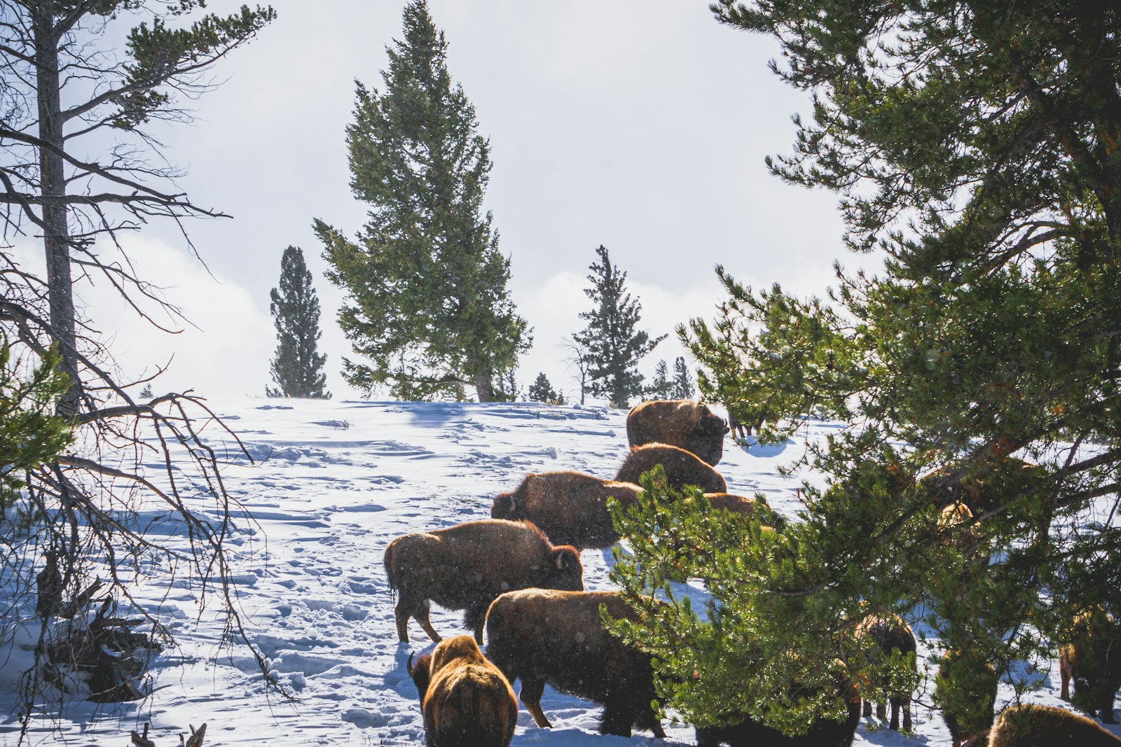 a herd of animals walking across a snow covered field