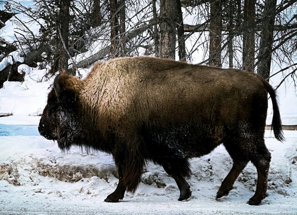 a large bison walking through a snow covered forest