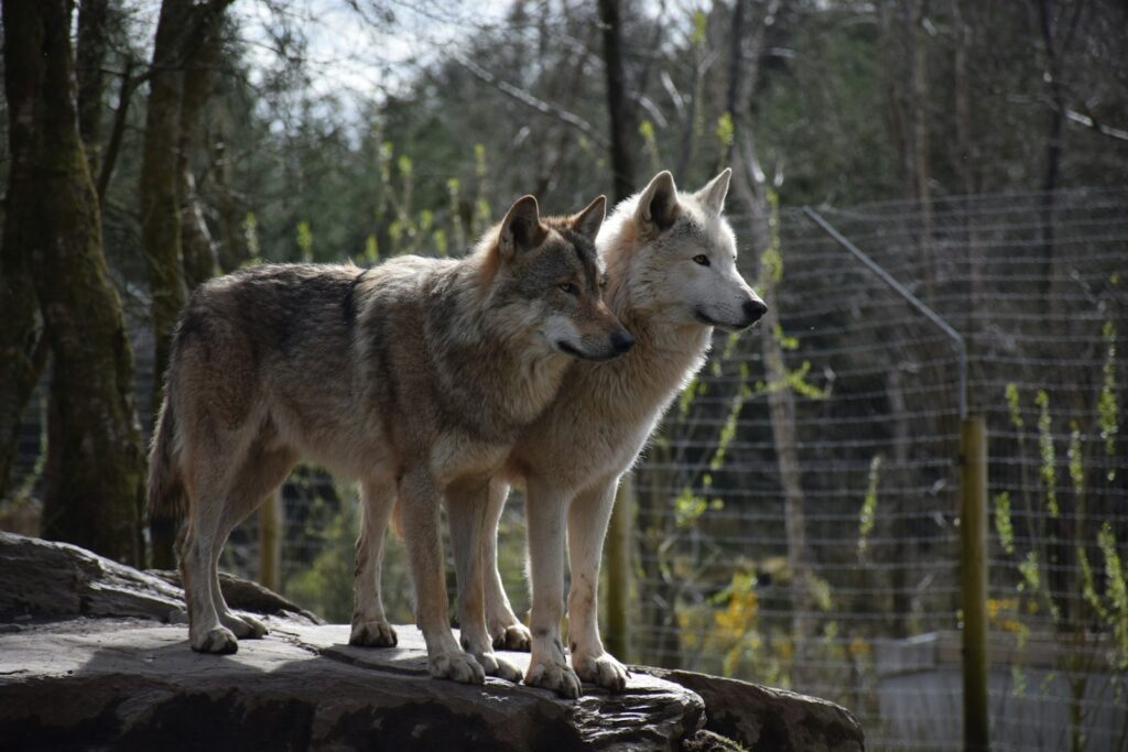 Two wolves standing on a log.