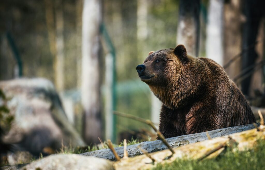 American brown bear.