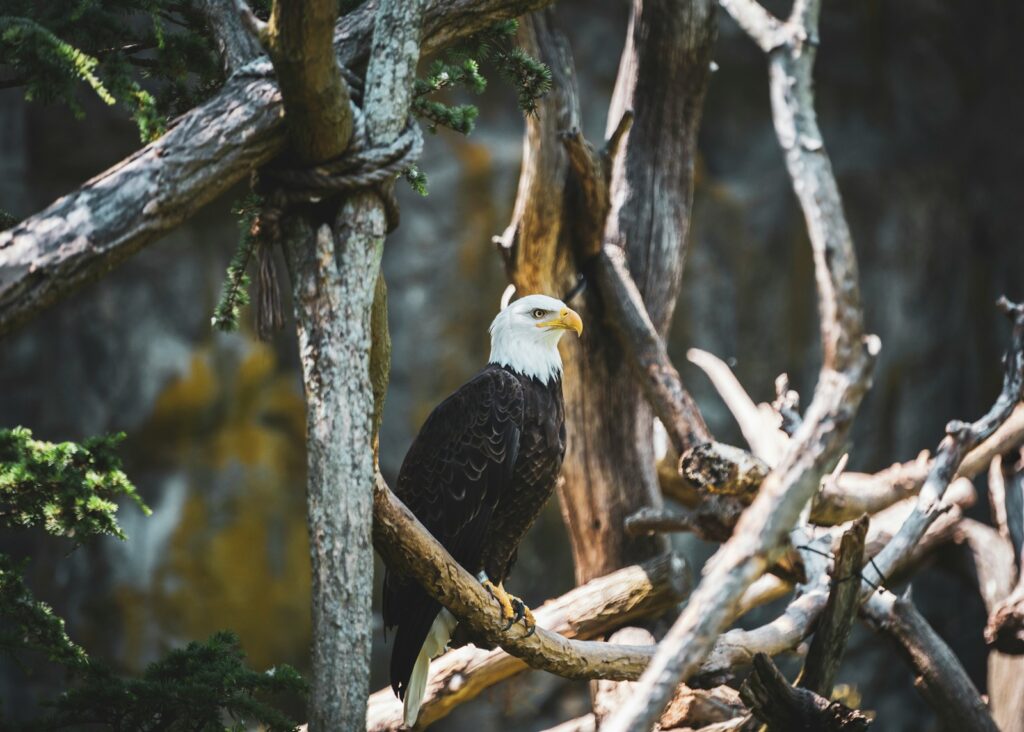 black and white eagle on brown tree branch