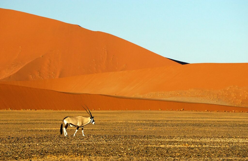 white and brown animal with antler on brown sand