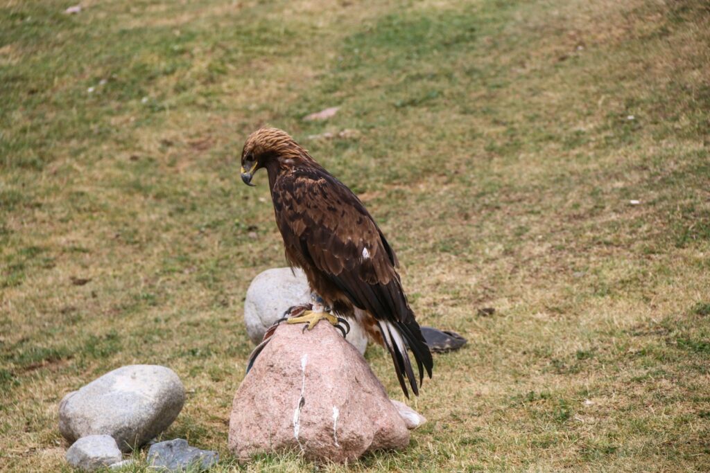 A large bird perched on top of a rock