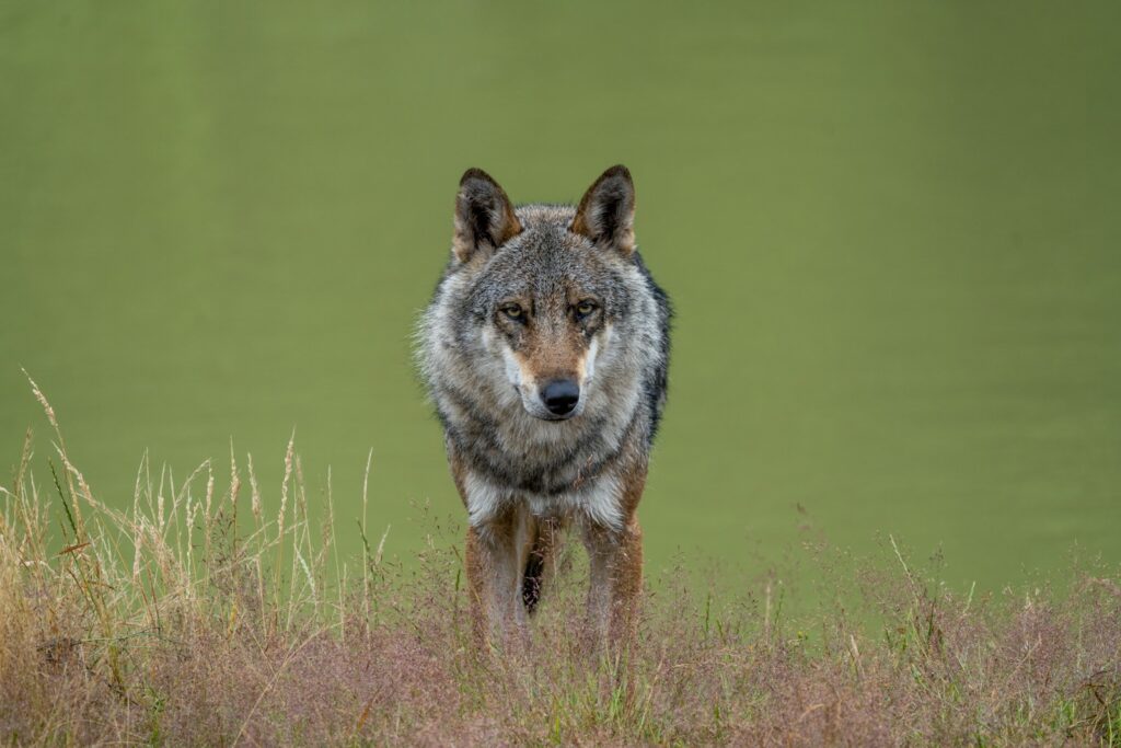 a wolf standing in a field of tall grass