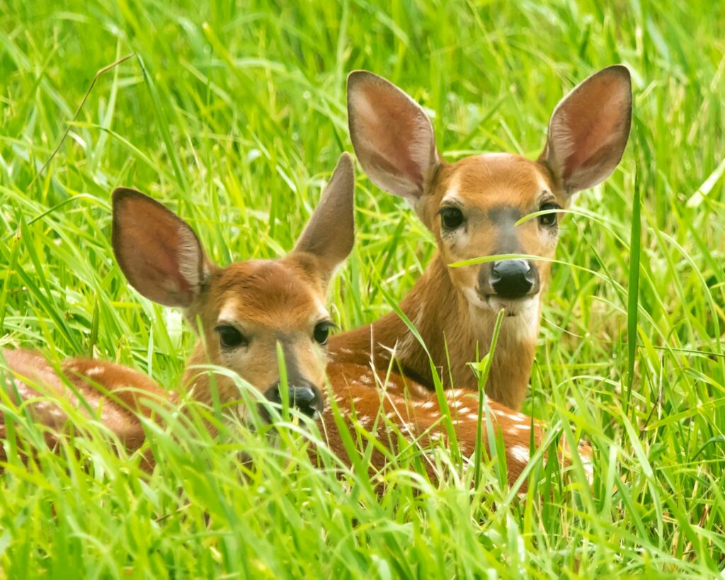 brown deer on green grass during daytime