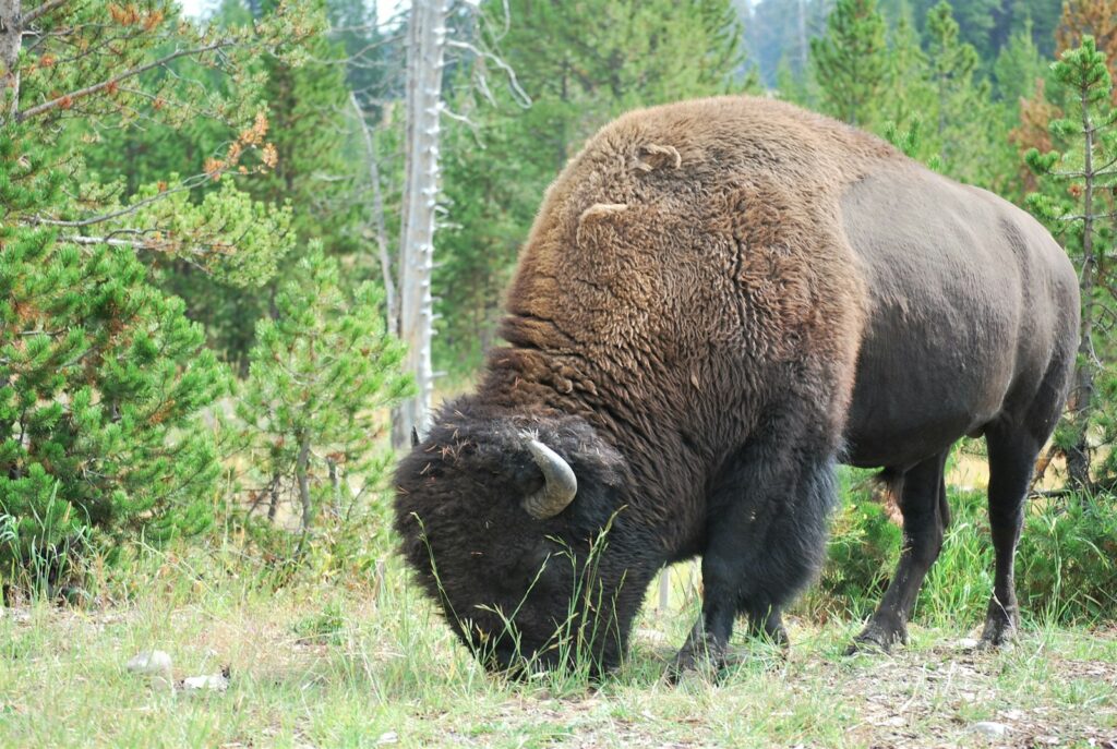 black bison on green grass field during daytime