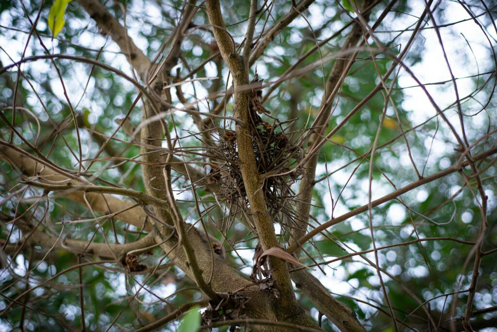 a bird nest in a tree with lots of leaves