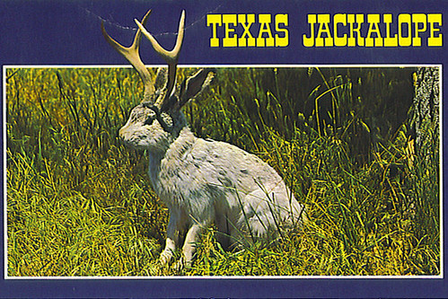 Texas Jackalope Postcard
