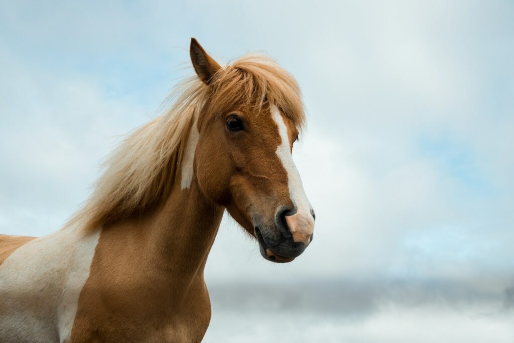 Brown and white horse.