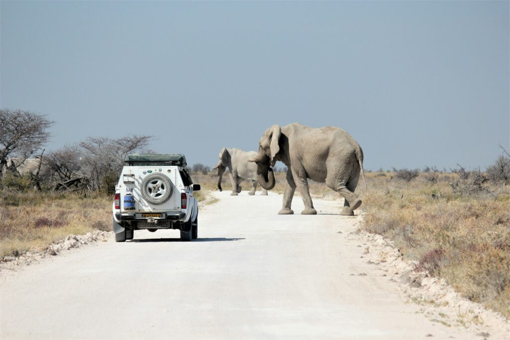 Elephant and elephant walking on road during daytime.
