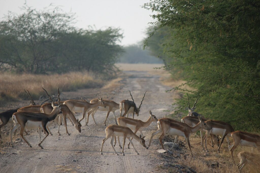 A herd of deer crossing a dirt road.