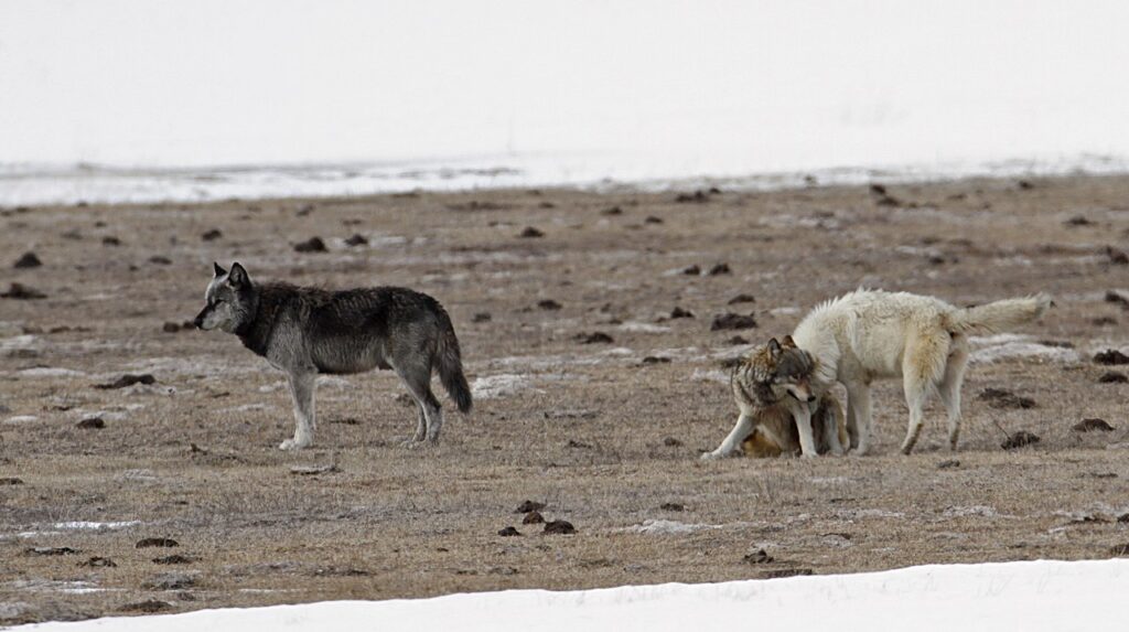 Canyon wolf pack in Lower Geyser Basin