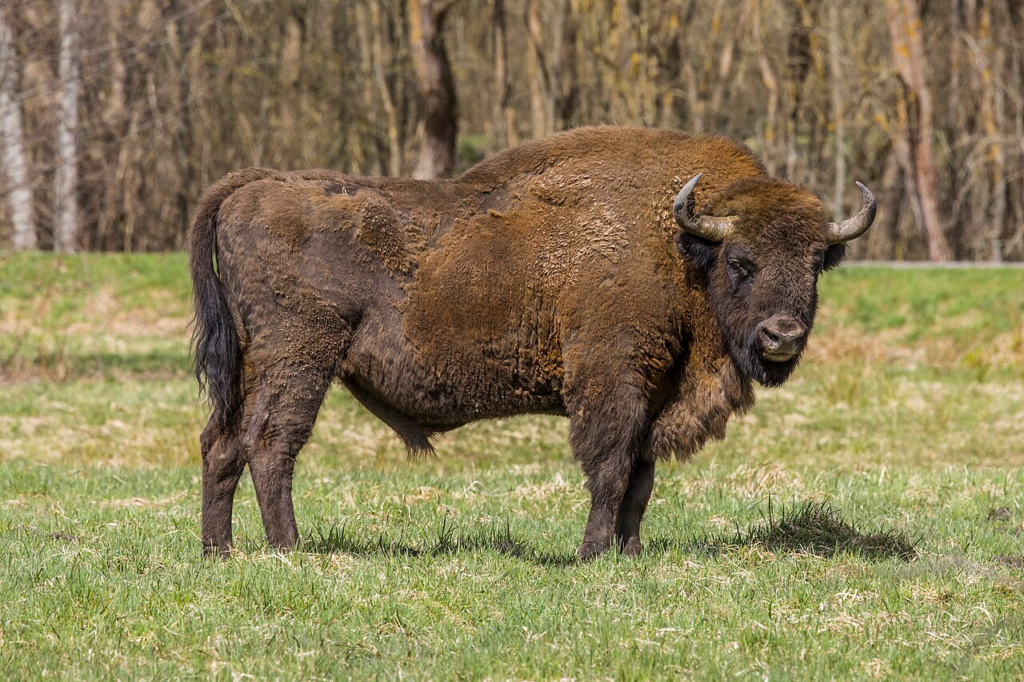 European bison (Bison bonasus) male, Białowieża Forest, Poland