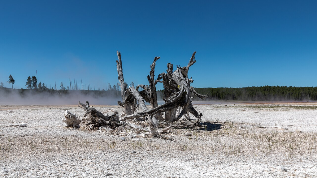 Yellowstone National Park (WY, USA), Lower Geyser Basin