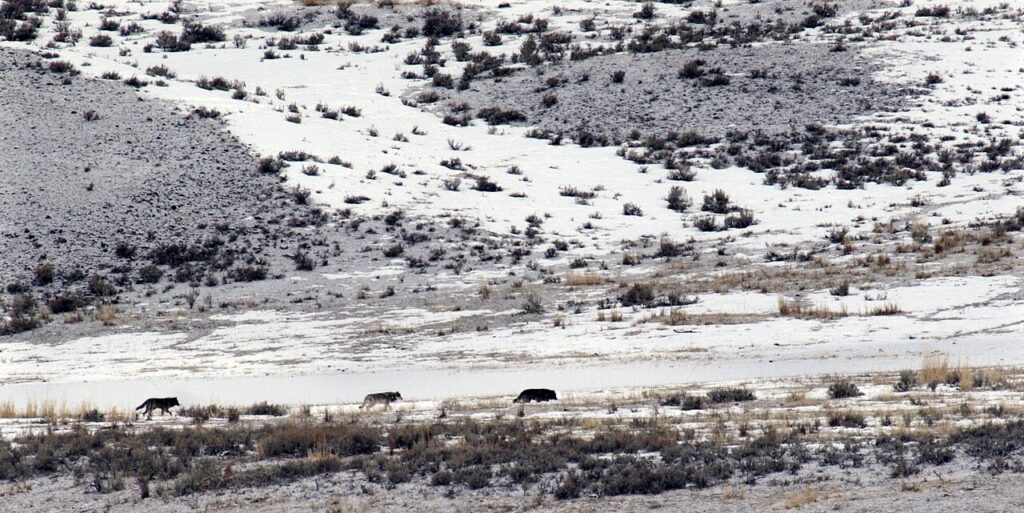 The wolf pack at Slough Creek follows the alpha male.