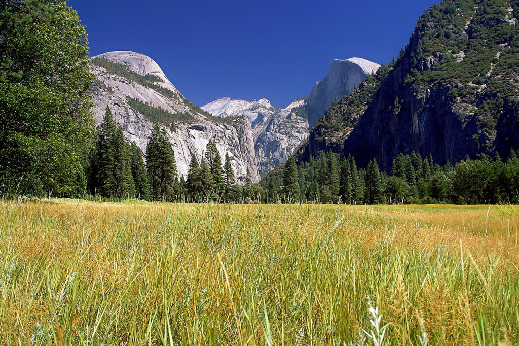 Yosemite Valley meadows – Half Dome — in Yosemite National Park, California, USA.