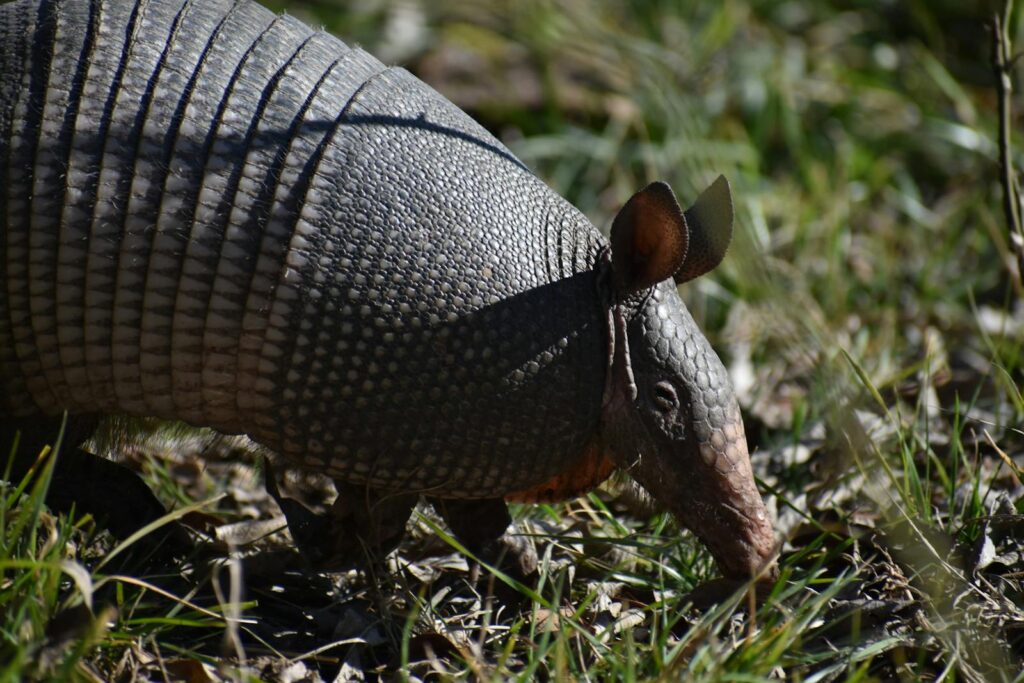 A close-up image of an armadillo foraging in a sunlit garden, showcasing its textured armor and natural surroundings.