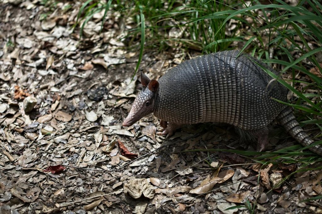 A nine-banded armadillo forages on forest floor in Houston, Texas.