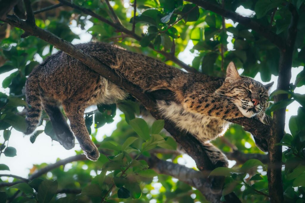 A bobcat peacefully sleeping on a tree branch surrounded by lush greenery.