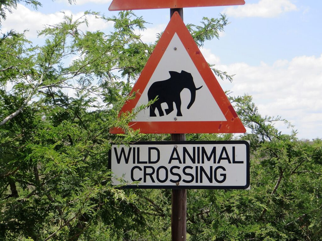 Overstekende olifanten