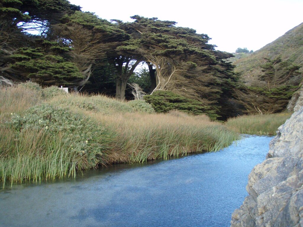 Pfeiffer Beach at the mouth of the Big Sur River in Pfeiffer Big Sur State Park, Big Sur, California. View looking upriver from the beach, with Cupressus macrocarpa trees.