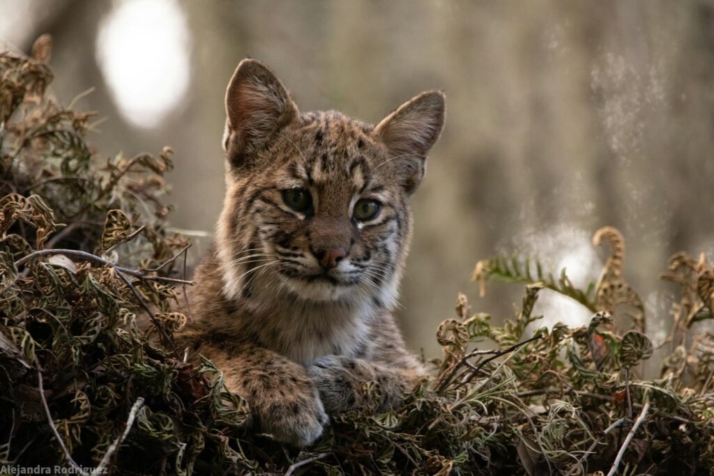 A bobcat sits among foliage, showcasing its features in a wildlife setting.