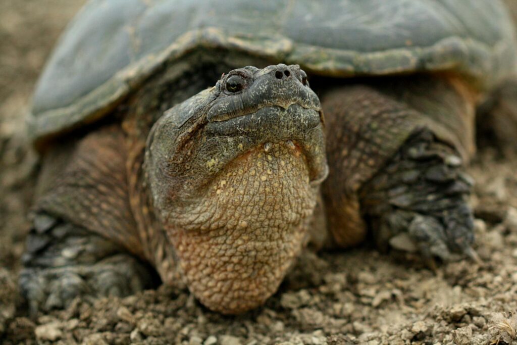 A detailed portrait of a Common Snapping Turtle (Chelydra serpentina) resting on dry soil, showcasing its rugged shell.