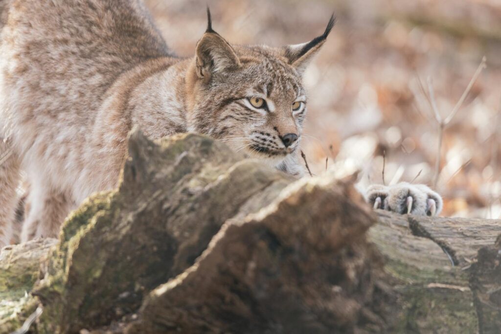 A lynx stealthily observing its surroundings in the wild during autumn.