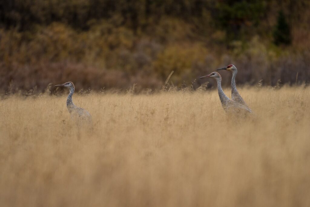One adult and Two Juvenile Sandhill Cranes