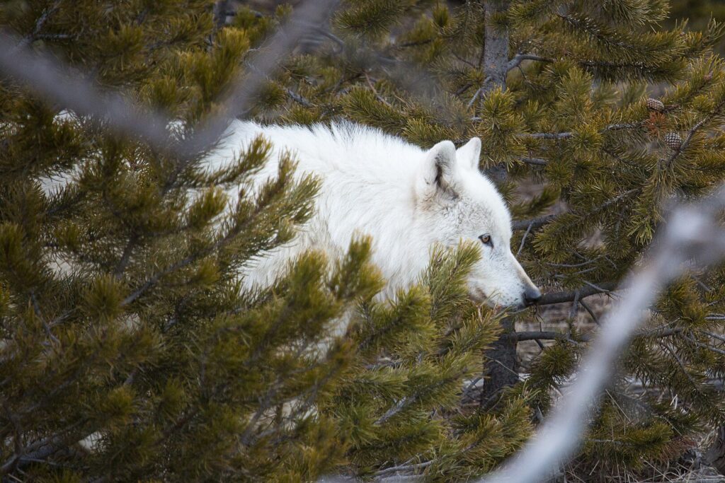 The head and shoulders of a white wolf are in view behind a pine tree.