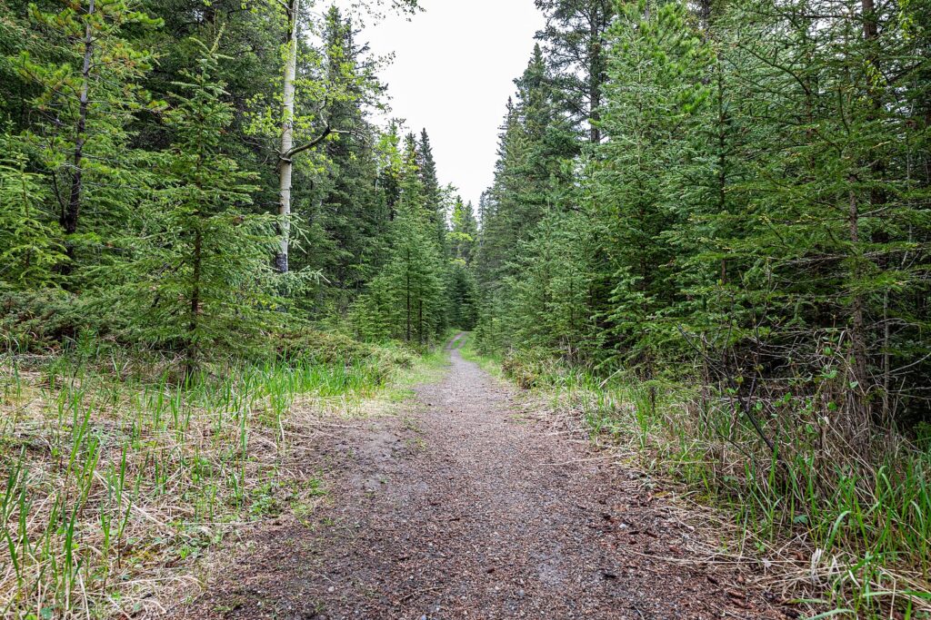 A winding dirt path meanders through a serene forest, surrounded by tall trees and dappled sunlight.
