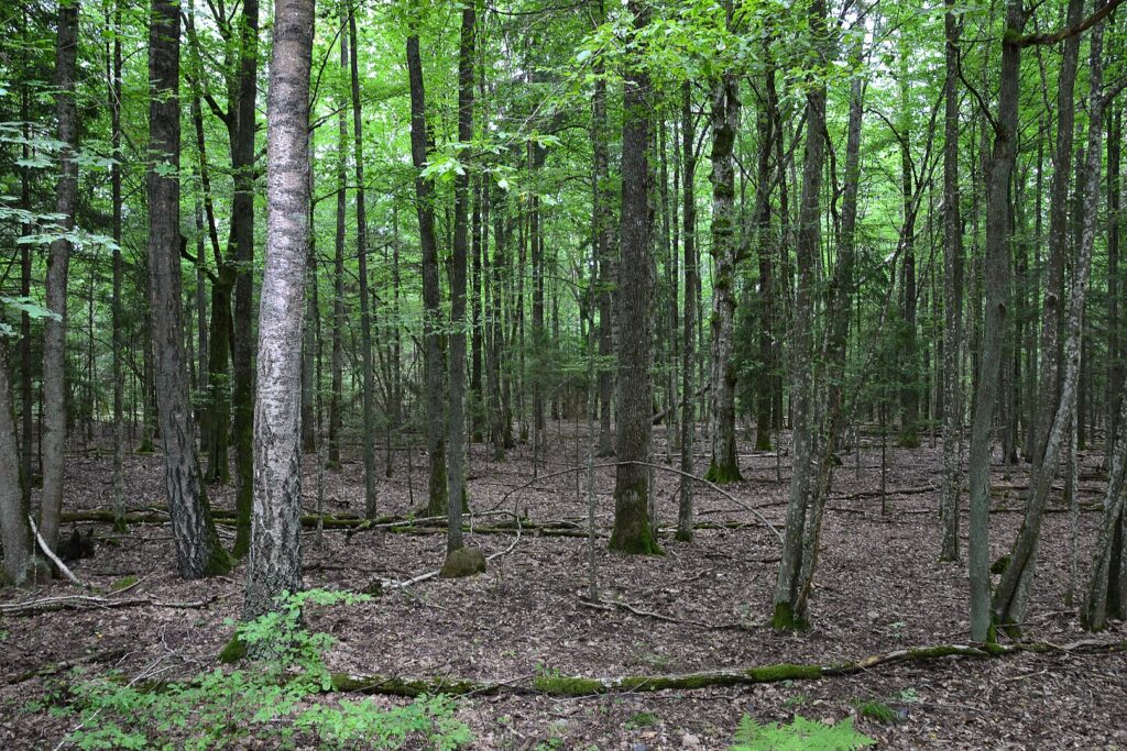 Lush green forest filled with tall trees and vibrant leaves, creating a serene and tranquil natural environment.