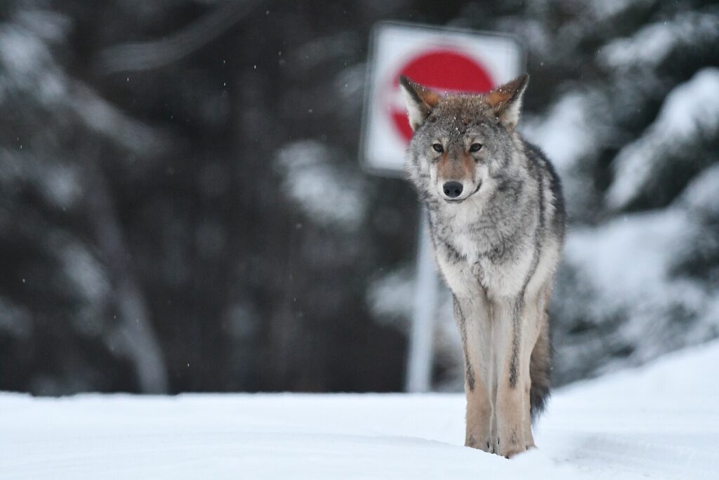 Eastern wolf in Algonquin Provincial Park