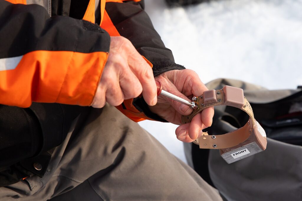 Preparing a small GPS satellite collar