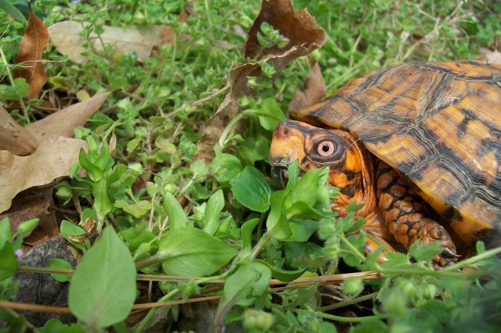 box turtle, spring, outdoors, orange, shell, nature, natural, close, eastern, male, green box