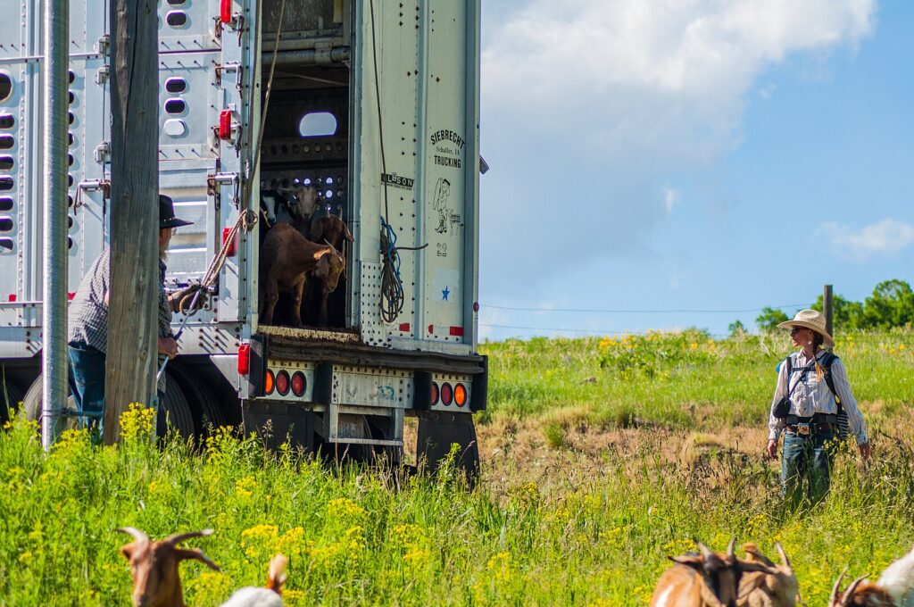 domestic goats were off-loaded on the Bozeman Fish Technology Center (BFTC) campus