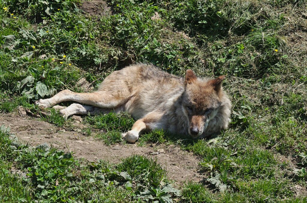 Wolf resting in the sun at Juraparc