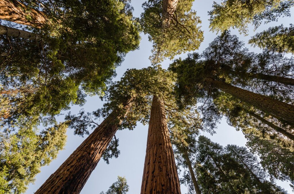 Giant Sequoias photographed into the sky.