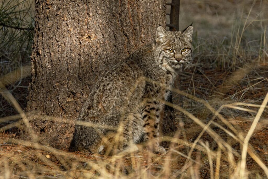 A bobcat sits alert by a tree in a natural forest setting, showcasing its natural camouflage and alertness.