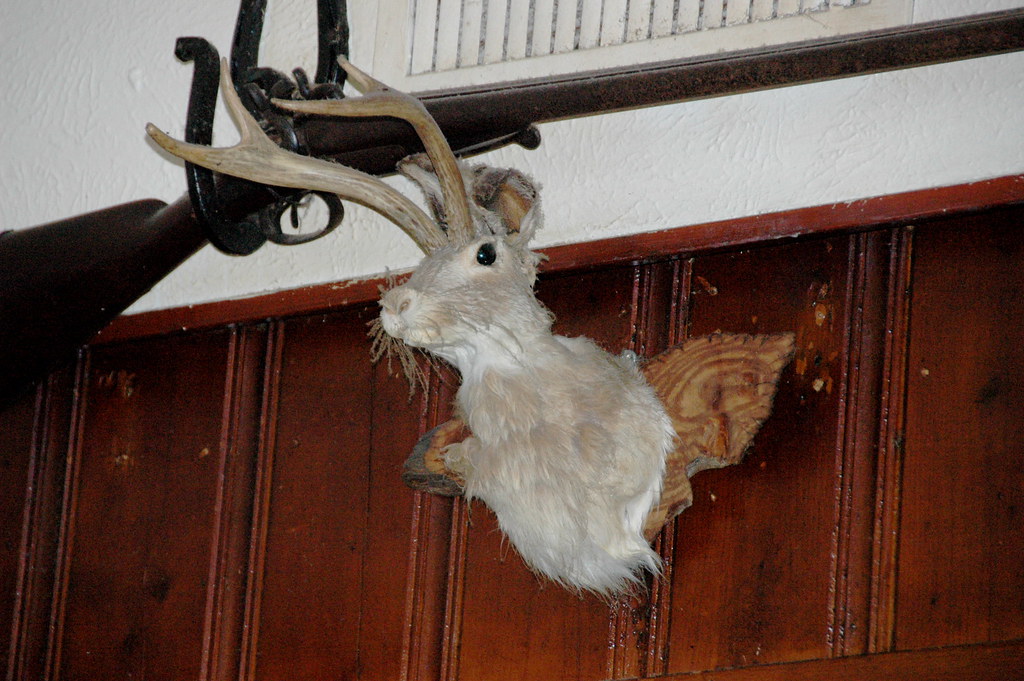 Jackalope